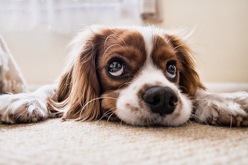 Why Dogs Don't Get Heart Attacks